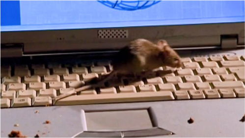 鼠輩入侵 頂尖計算機專家電腦遭黑，真兇竟非人類